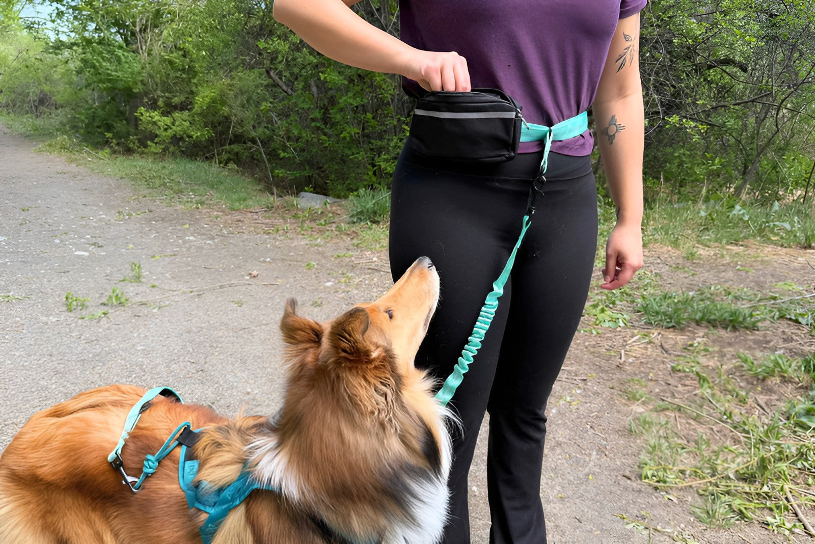 Reliable Pet Leashes For Walks