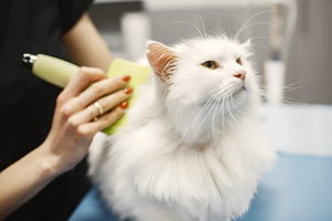 Gentle Pet Grooming For Health